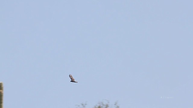 Zone-tailed Hawk - ML216104671