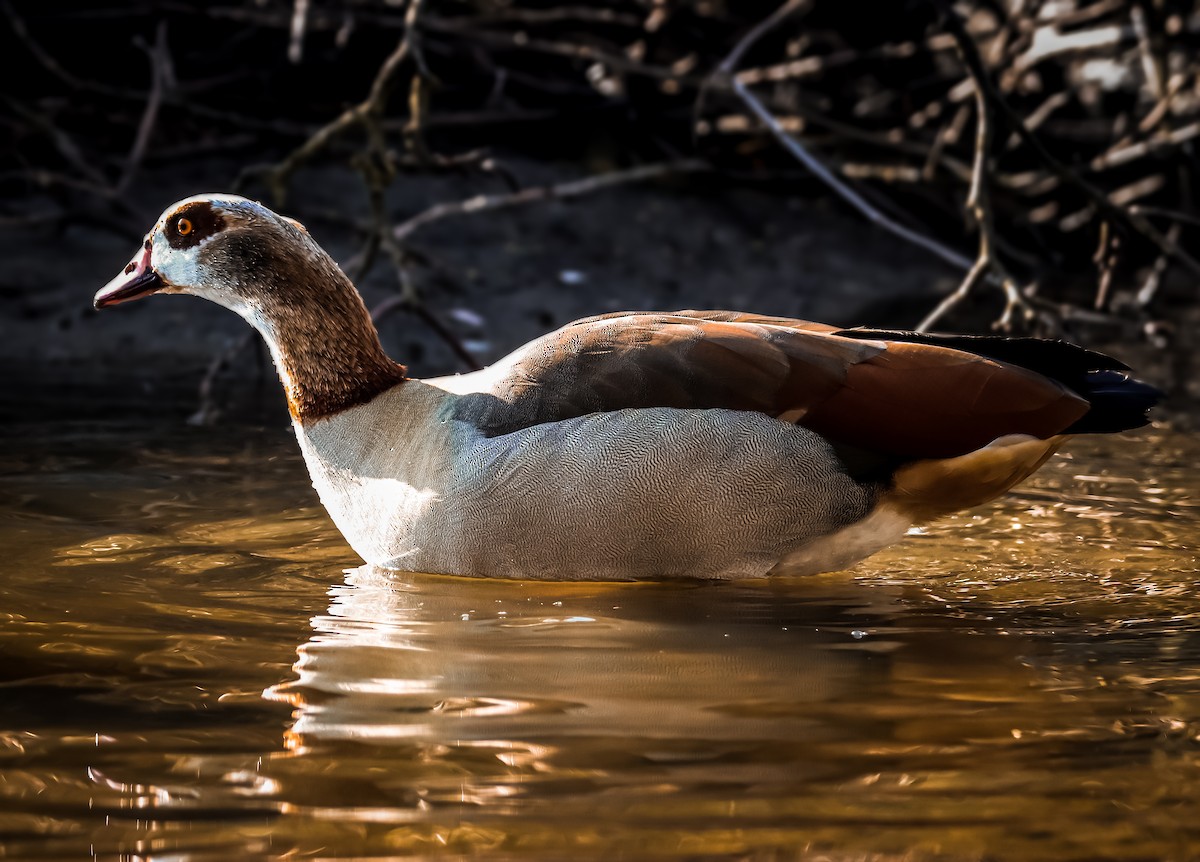 Egyptian Goose - ML216105941