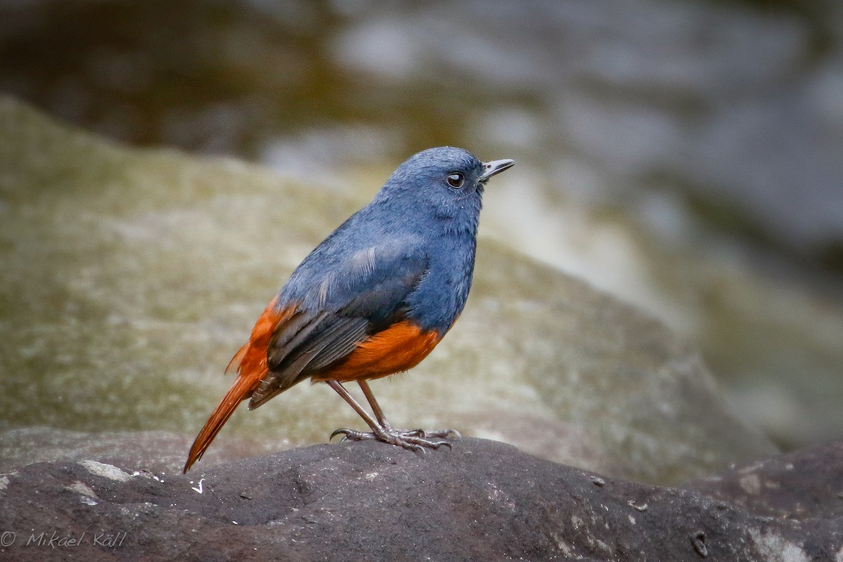 Luzon Redstart - ML216106831