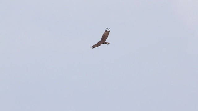 Zone-tailed Hawk - ML216107121