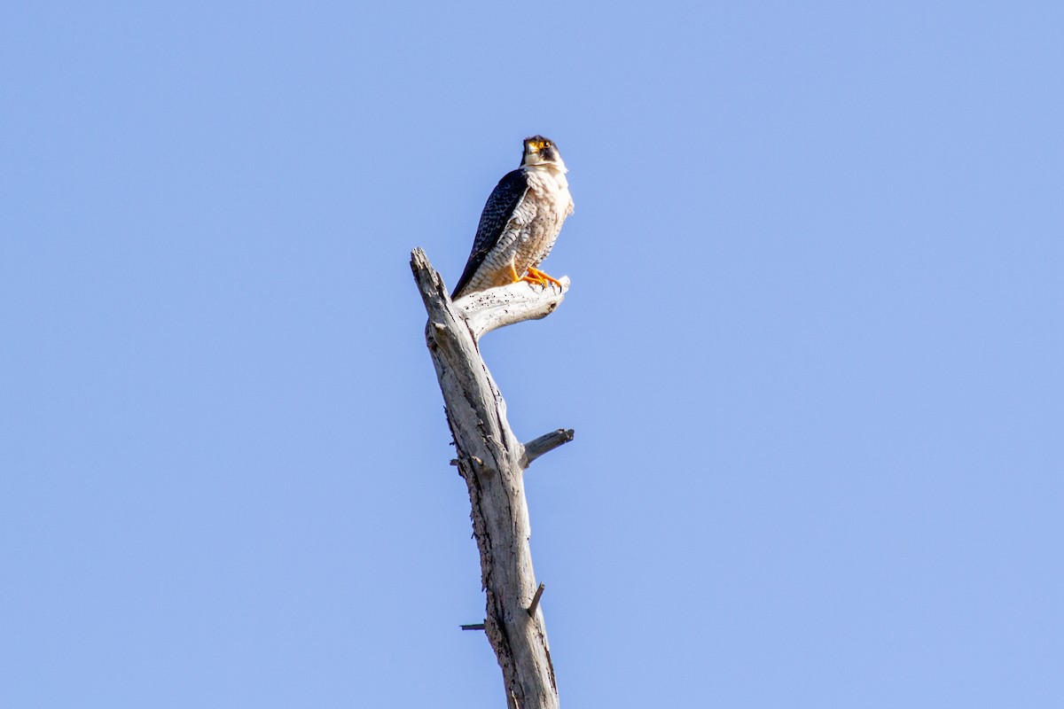 Peregrine Falcon - ML216107251