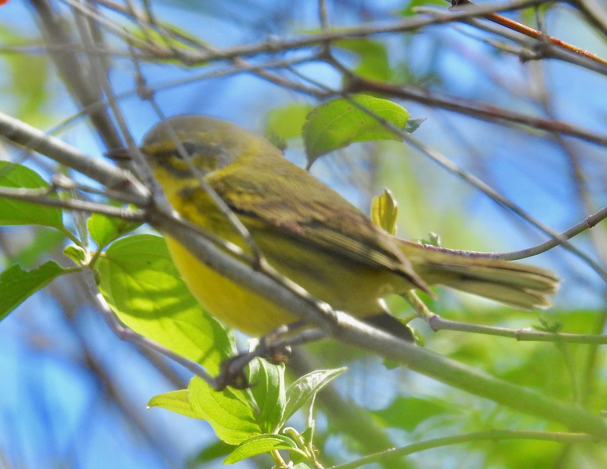 Prairie Warbler - Van Remsen