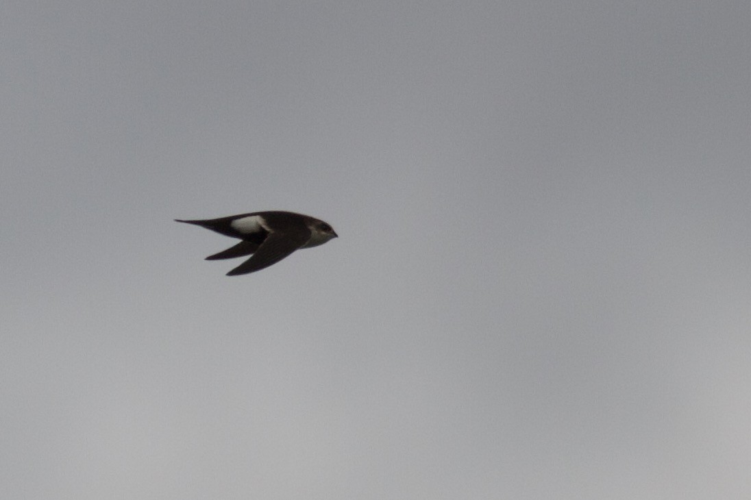 White-throated Swift - ML216112281