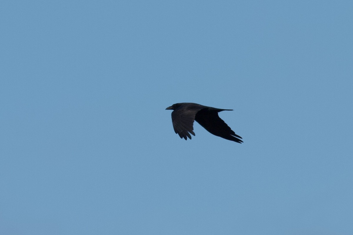 Common Raven - ML216113161