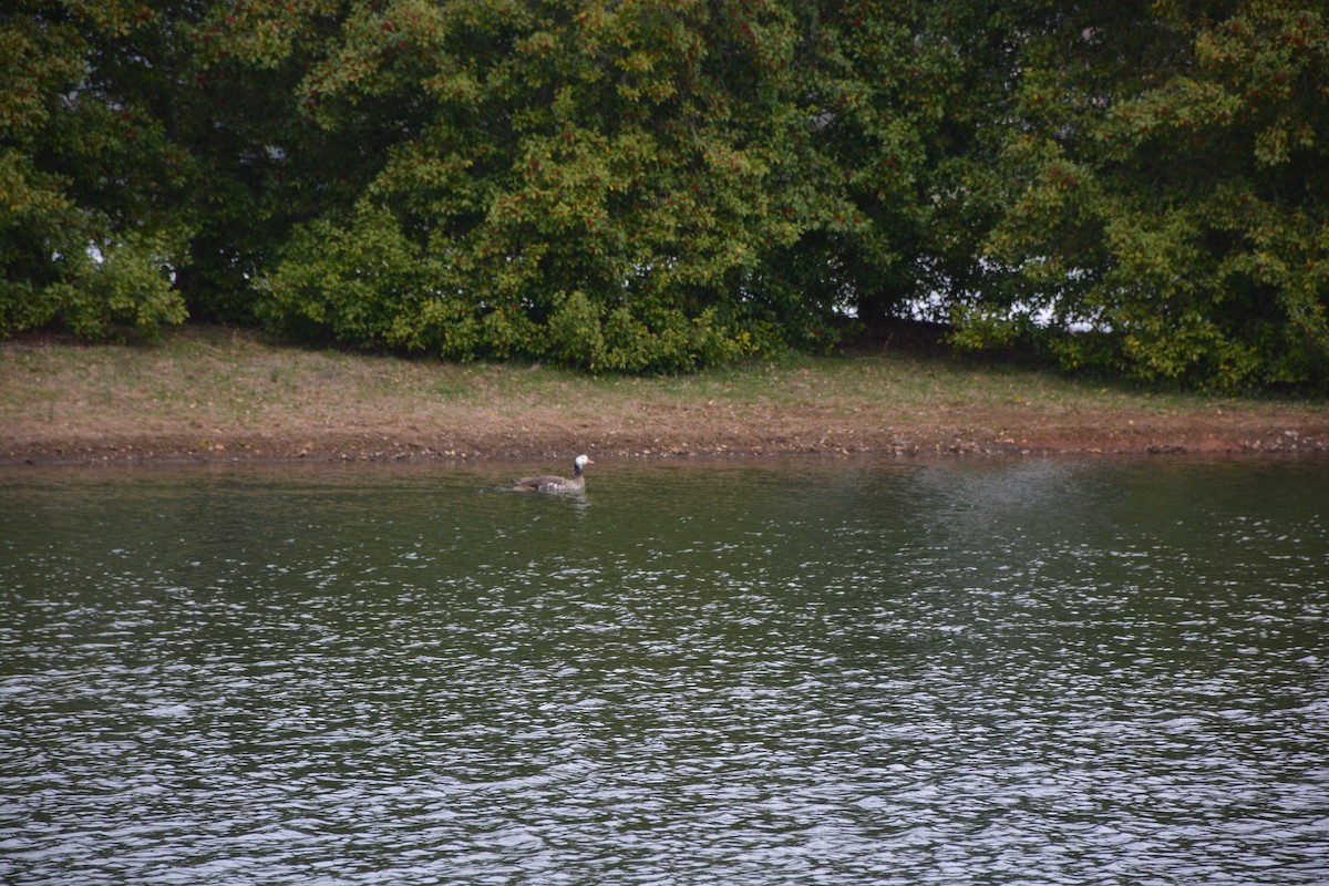 Domestic goose sp. (Domestic type) - ML216113921