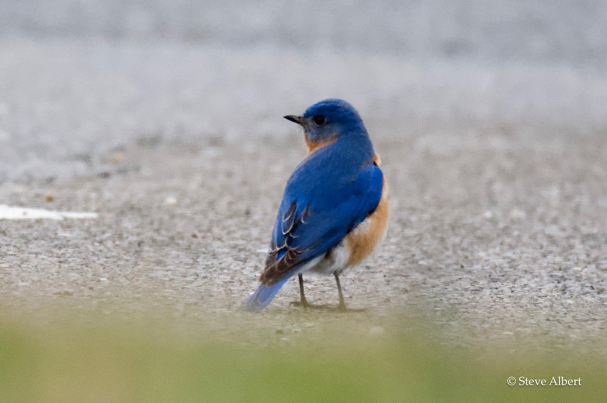 Eastern Bluebird - Steve A