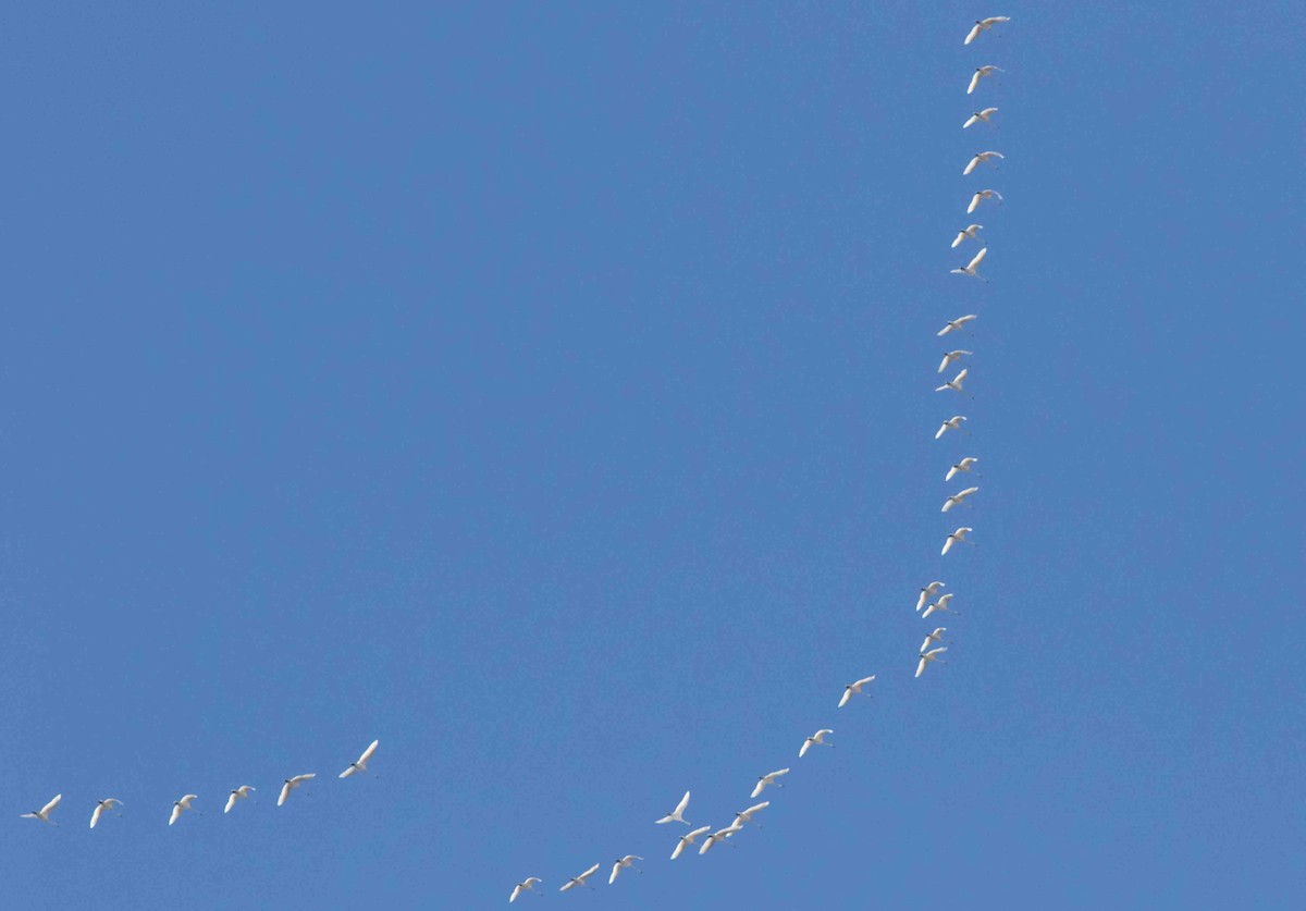 Tundra Swan - ML216115531