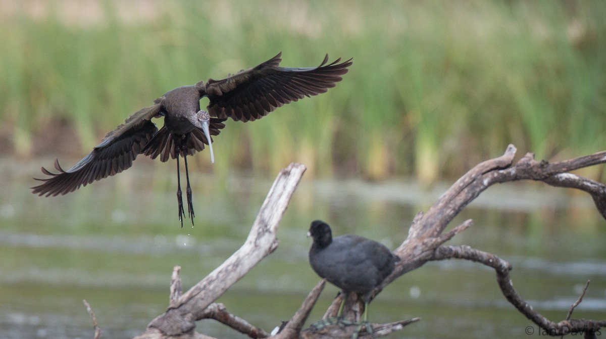 White-faced Ibis - ML21611711