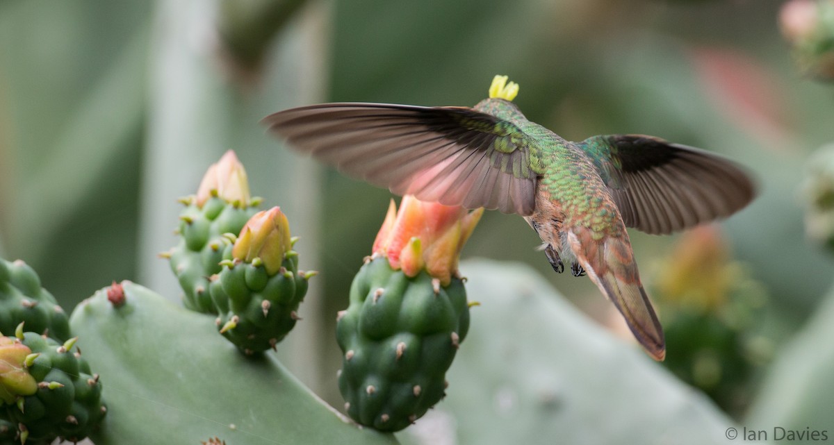 Buff-bellied Hummingbird - ML21611791