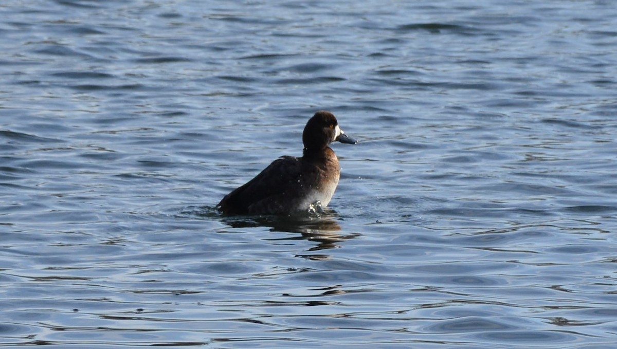 Lesser Scaup - ML216117921