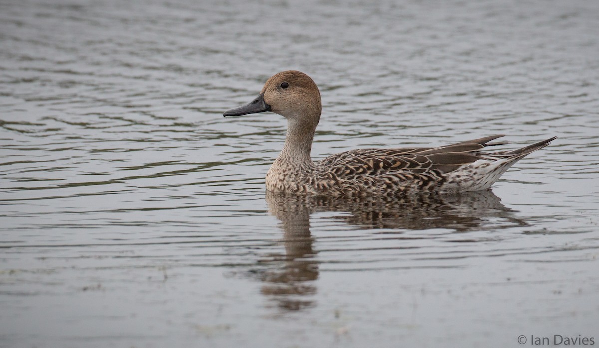 Northern Pintail - ML21611831