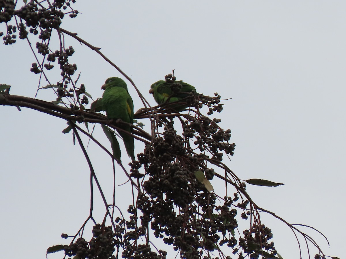 Yellow-chevroned Parakeet - Edana Salisbury