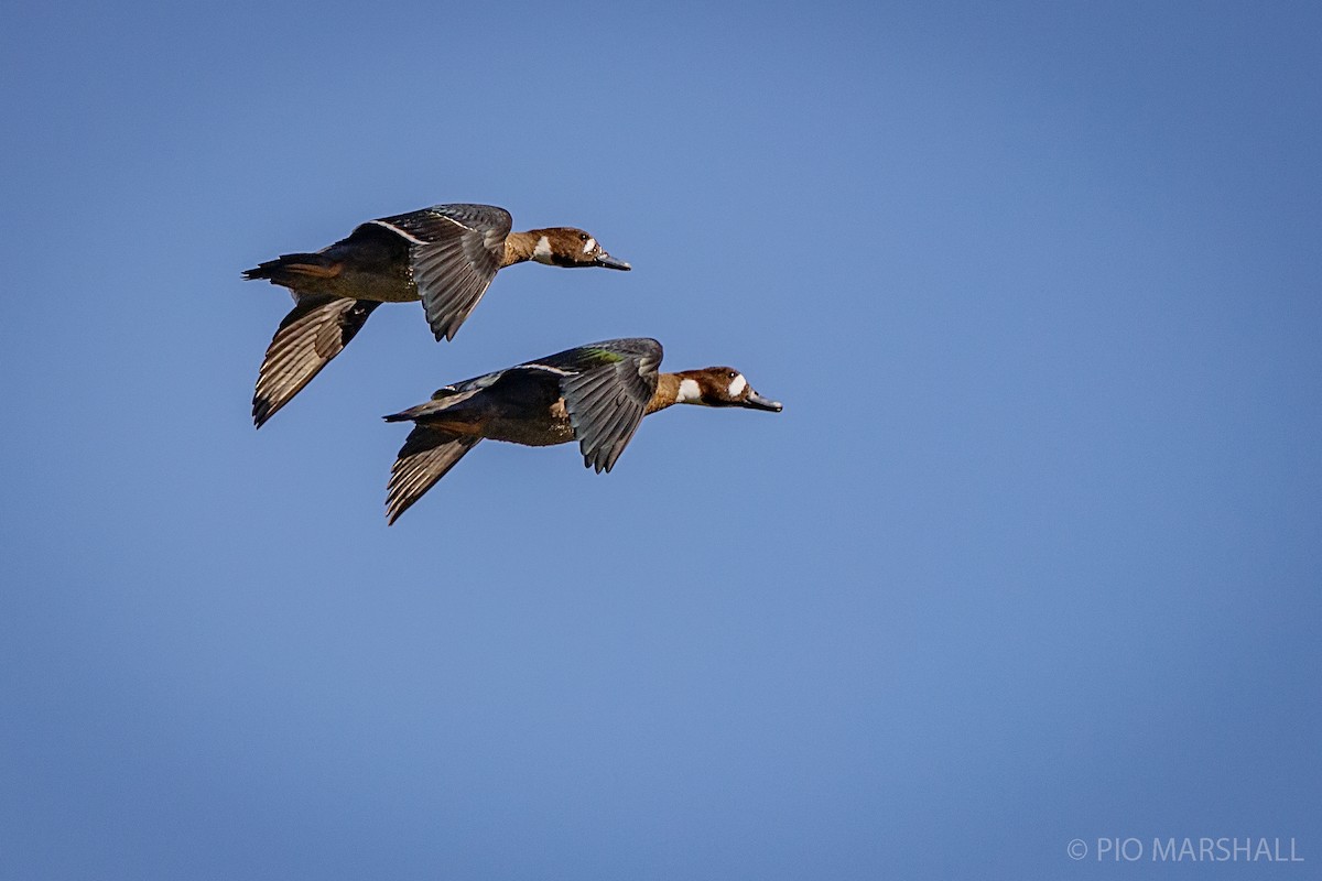 Spectacled Duck - ML216118721