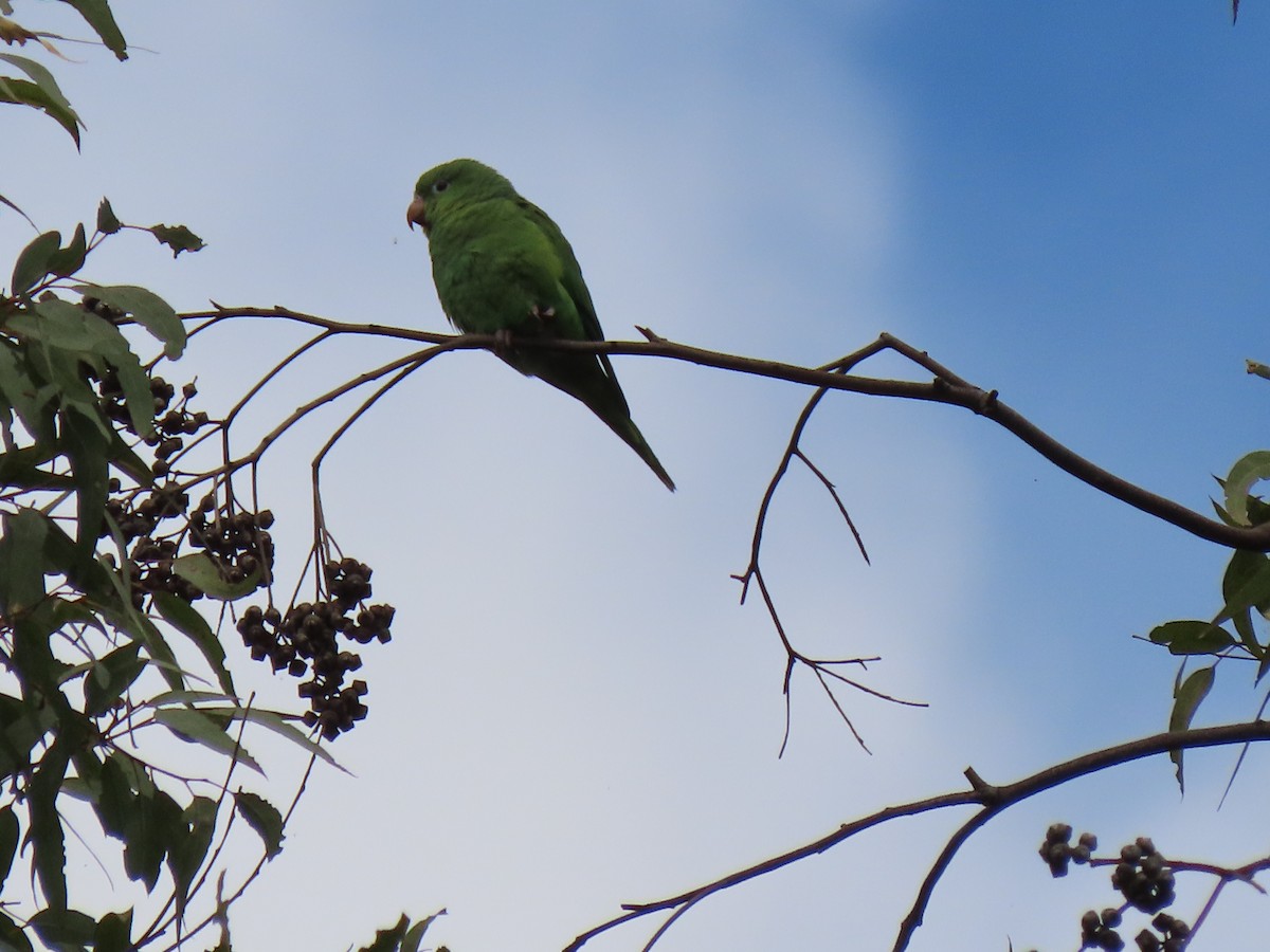 Yellow-chevroned Parakeet - Edana Salisbury