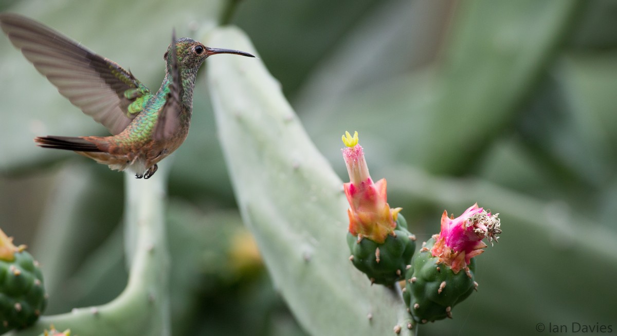 Buff-bellied Hummingbird - ML21611881