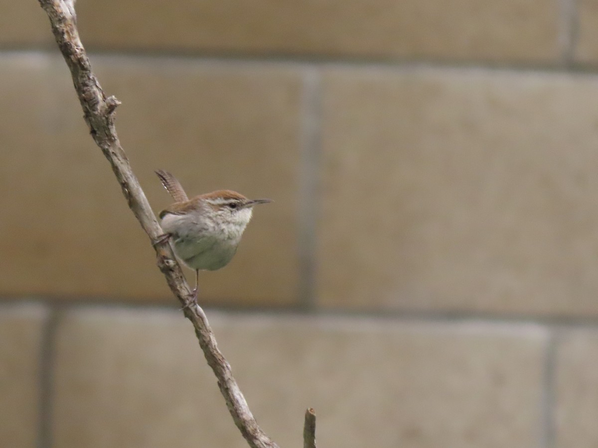 Bewick's Wren - ML216118971