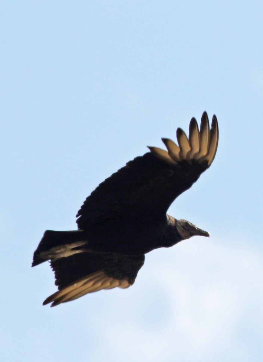 Black Vulture - ML216119081