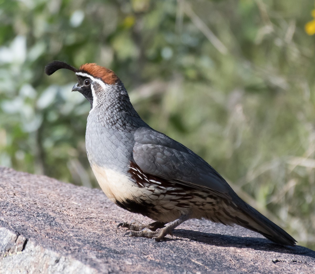 Gambel's Quail - ML216122011