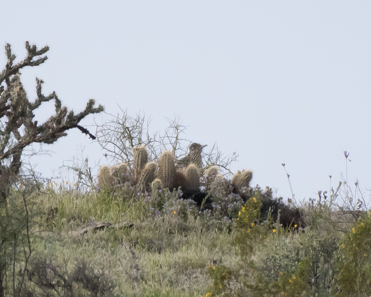 Greater Roadrunner - Gordon Karre