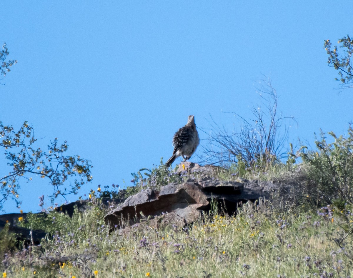 Greater Roadrunner - ML216122071