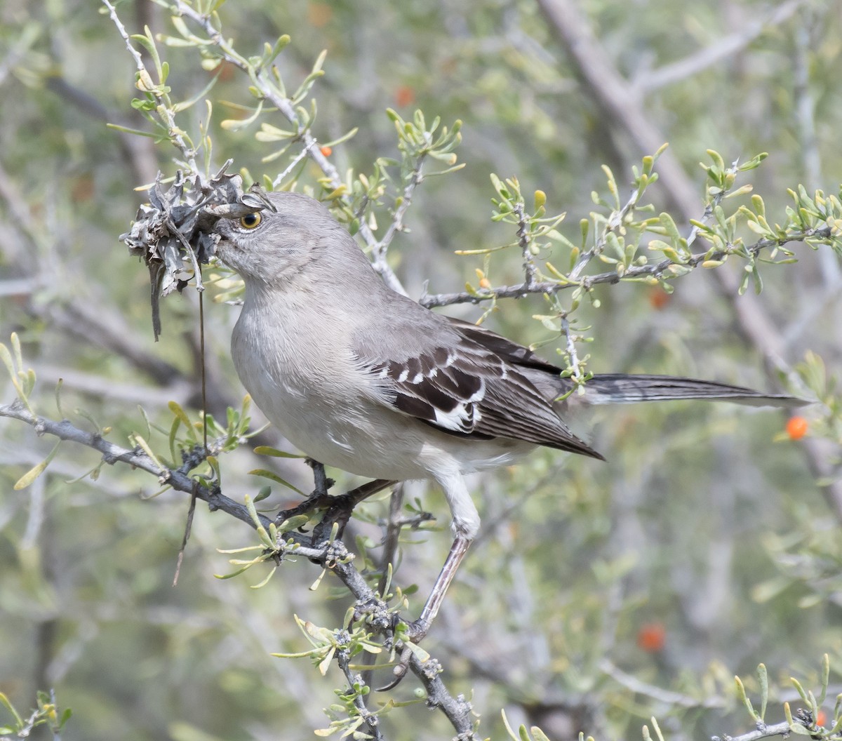 Northern Mockingbird - Gordon Karre