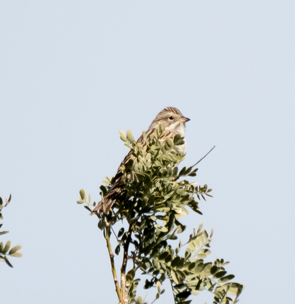 Brewer's Sparrow - ML216122351