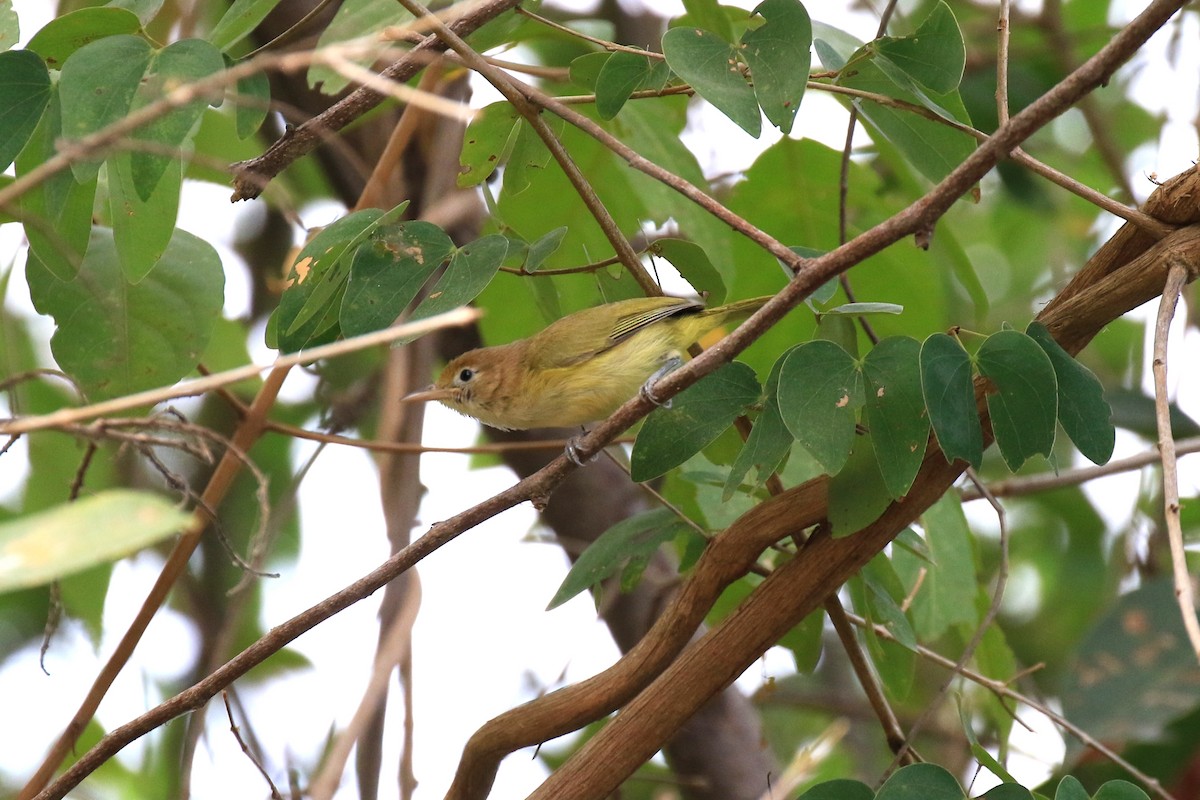 Golden-fronted Greenlet - Denis Tétreault