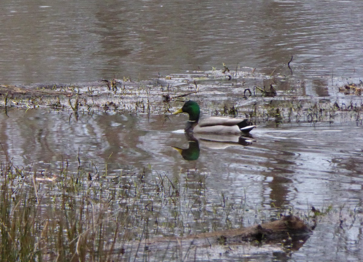 Mallard - ML216123211