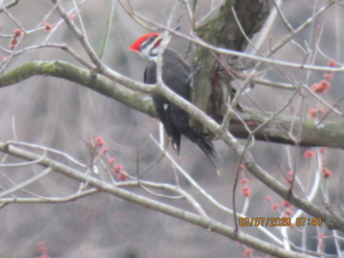 Pileated Woodpecker - ML216124001
