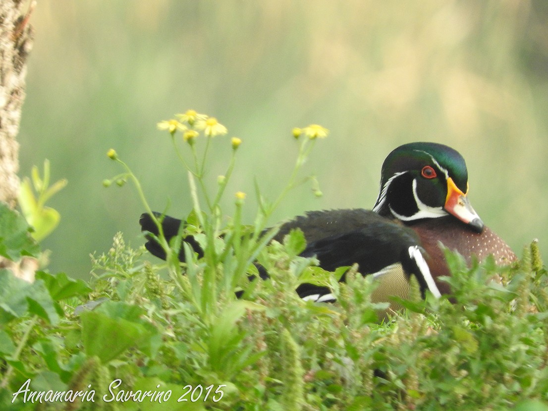 Wood Duck - ML21612431