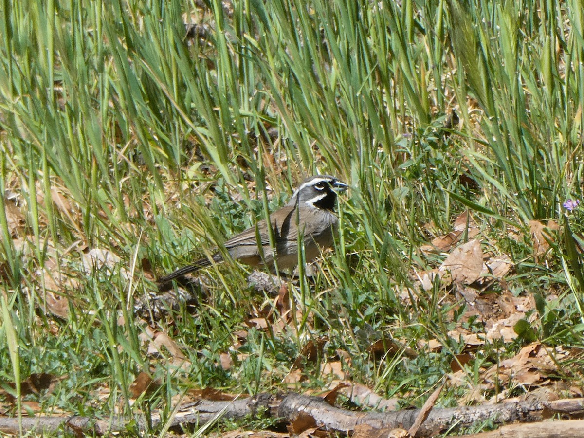 Black-throated Sparrow - ML216124431