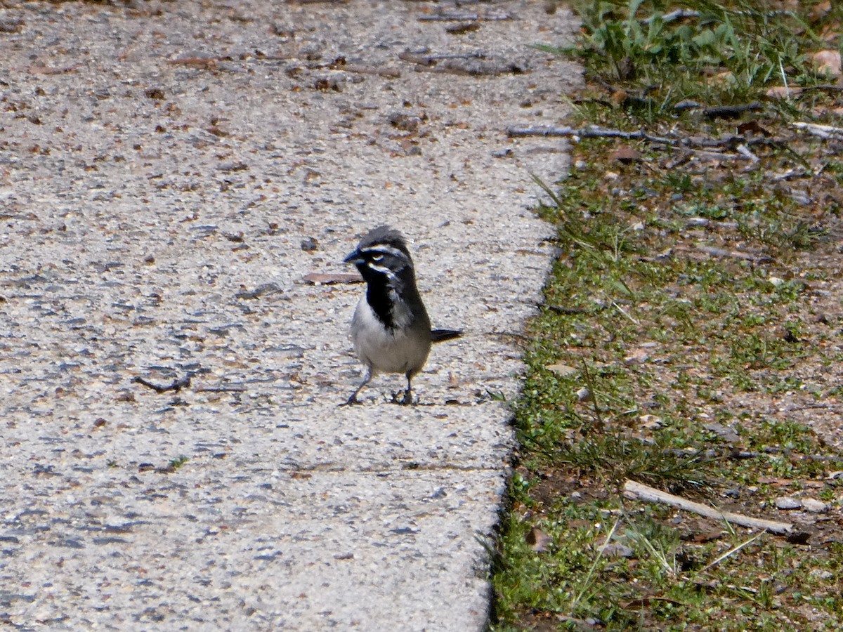Black-throated Sparrow - ML216124441