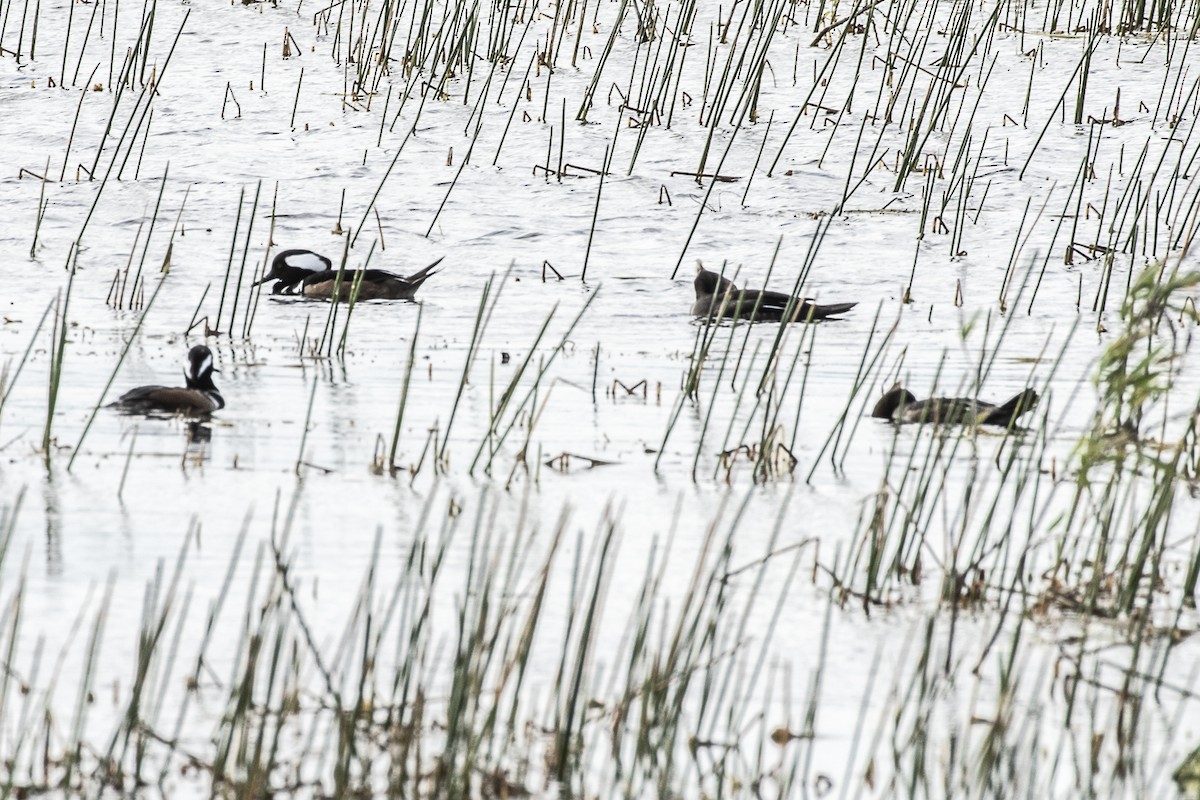 morčák chocholatý - ML216125641