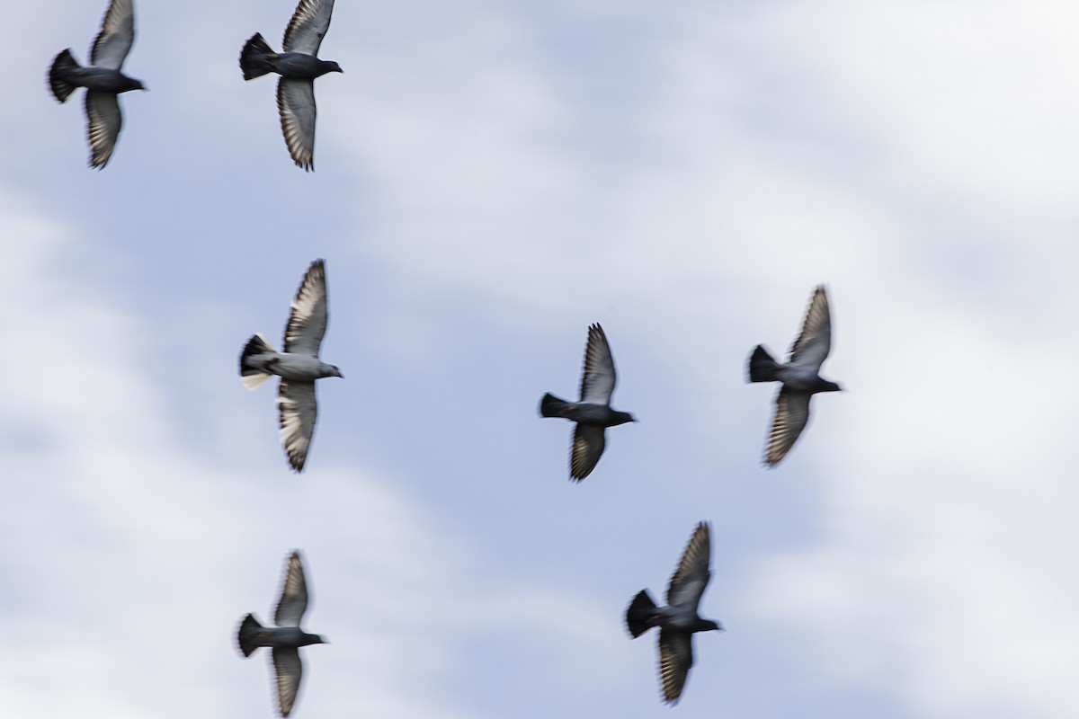 Rock Pigeon (Feral Pigeon) - Paul Thomas
