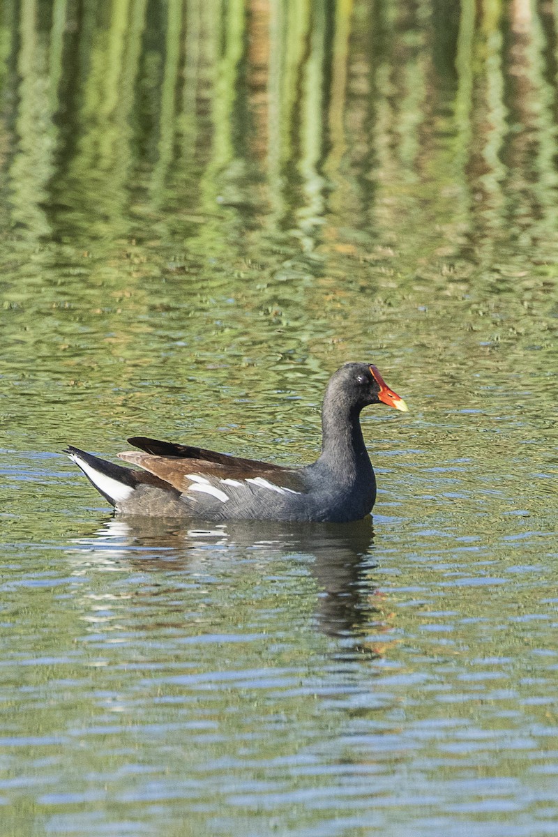 slípka americká - ML216125951