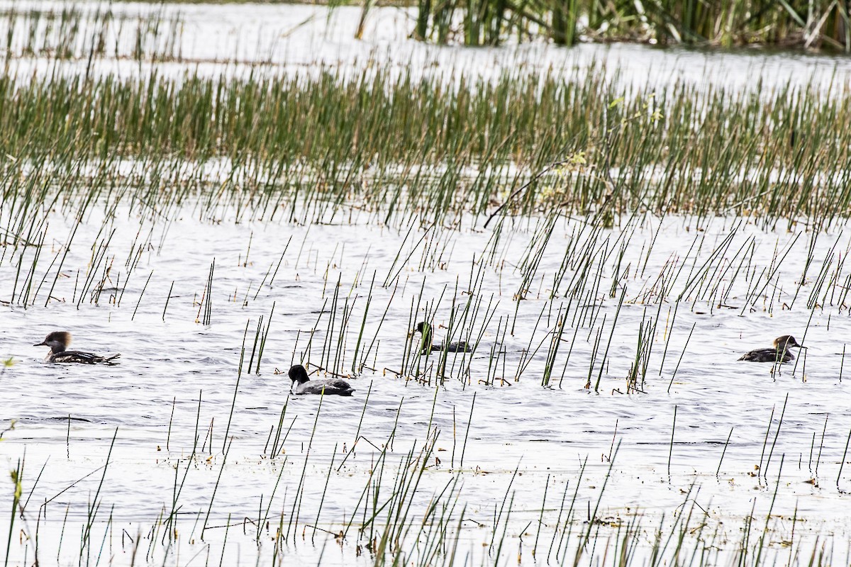 American Coot - ML216125981