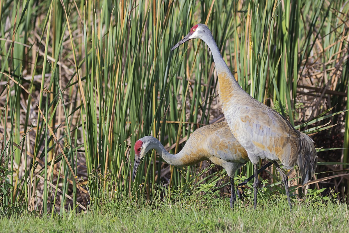 Sandhill Crane - ML216126071