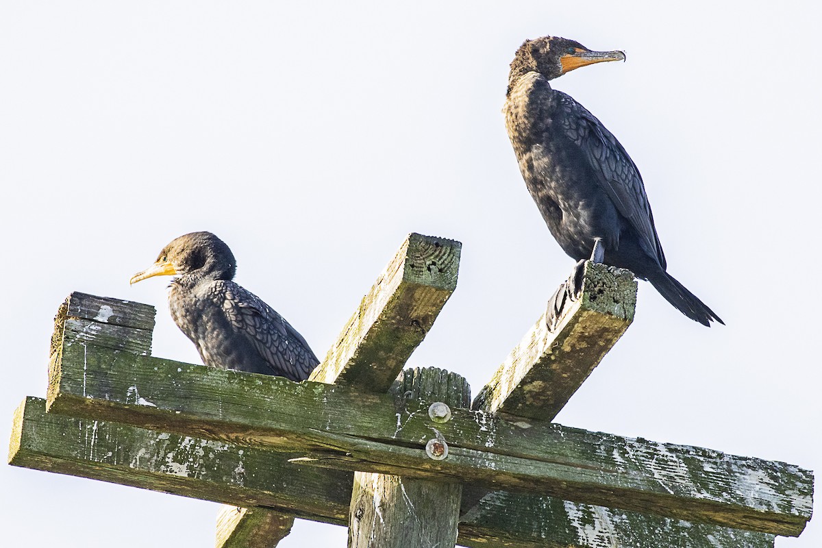 Double-crested Cormorant - ML216126421