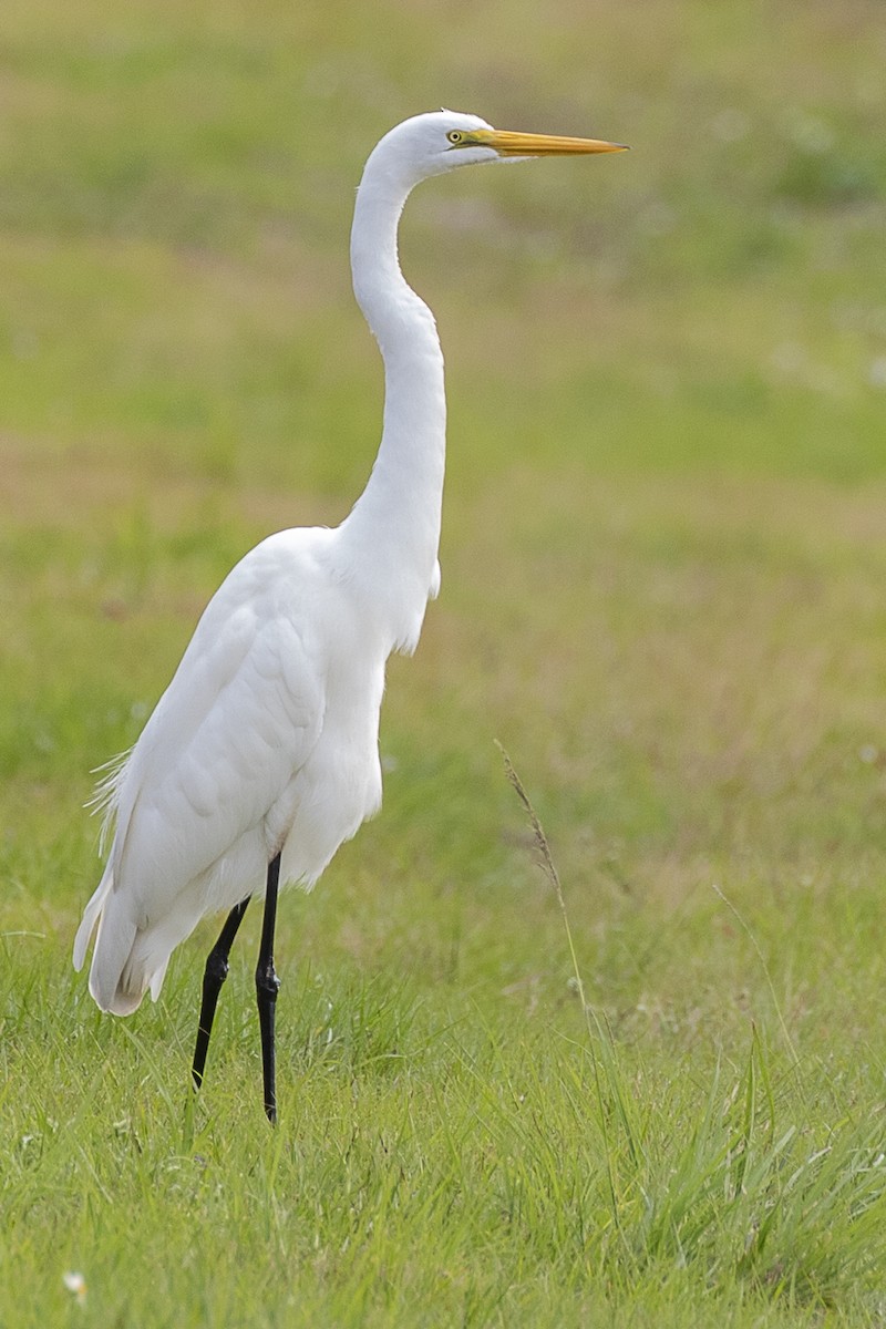 volavka bílá - ML216126871