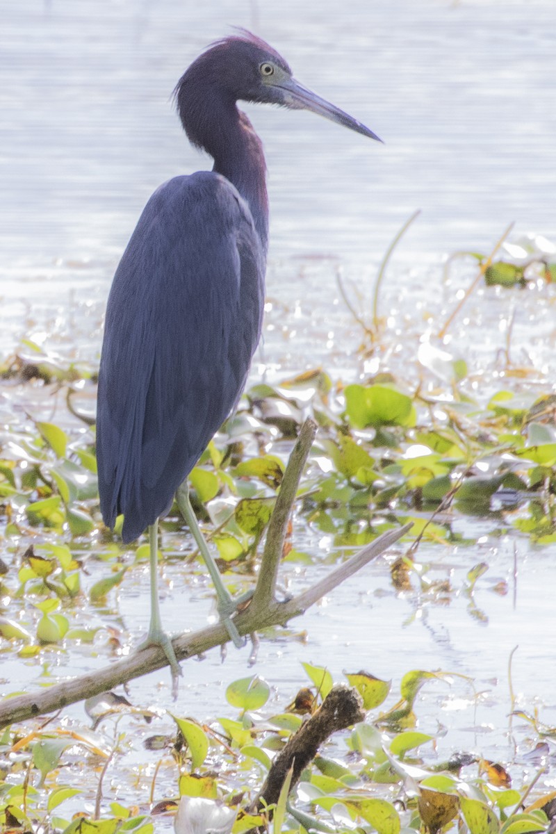 Little Blue Heron - ML216127051