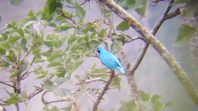 Lovely Cotinga - ML216127211