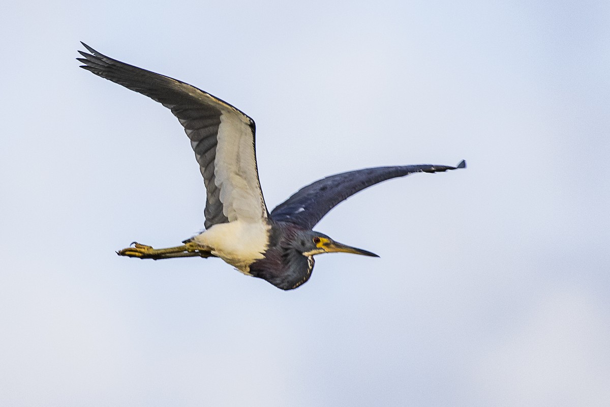 volavka tříbarvá - ML216127411