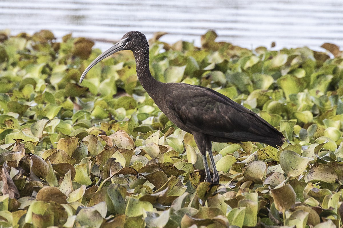 Mignattaio - ML216127551