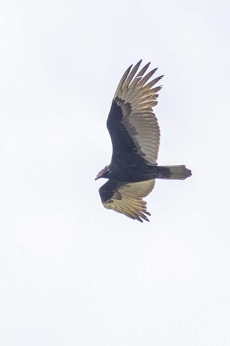 Turkey Vulture - ML216127931