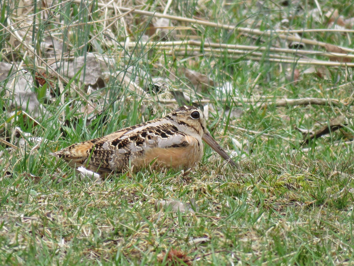 American Woodcock - Jeff Ludlow