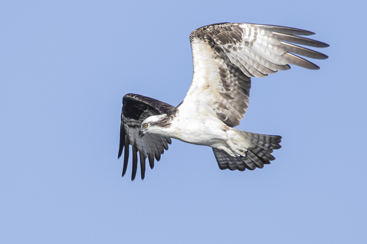 Osprey - Paul Thomas