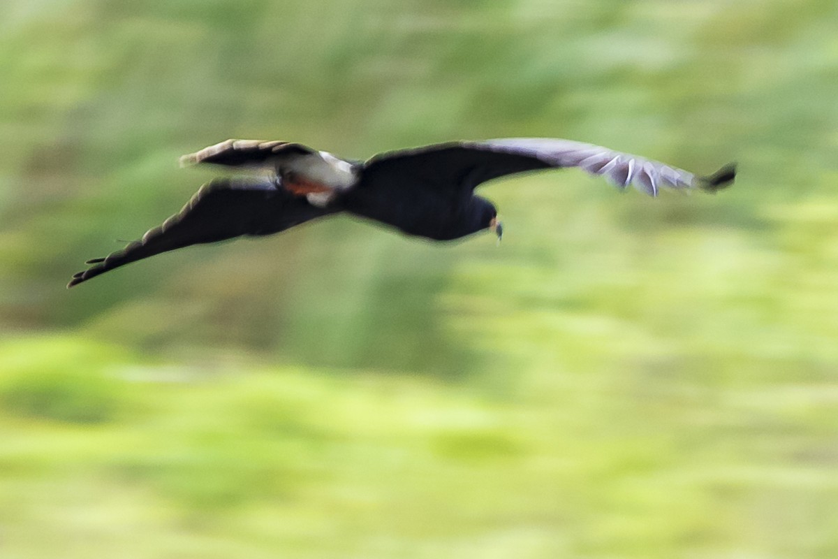 plžojed bažinný - ML216128261