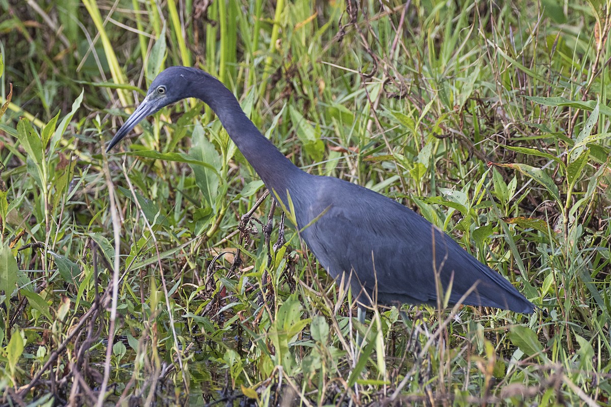 Little Blue Heron - ML216128581