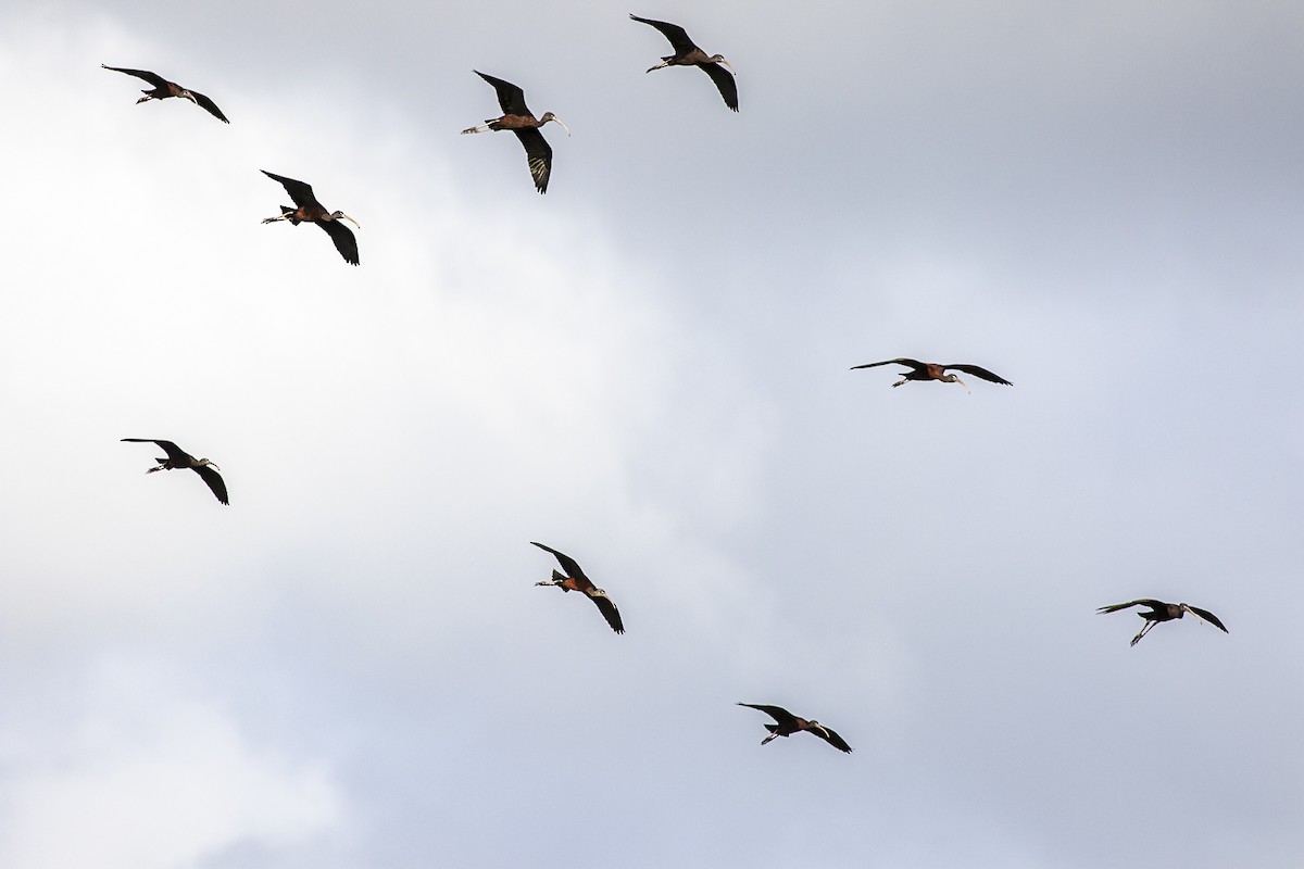 ibis hnědý - ML216128651