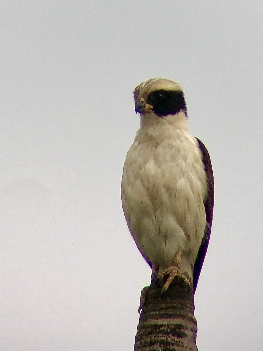 Laughing Falcon - ML216129101